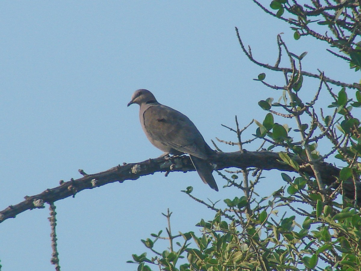 Mourning Collared-Dove - ML637888851