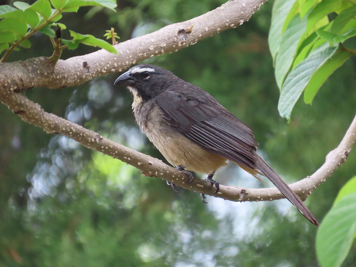 Cinnamon-bellied Saltator - ML637888883