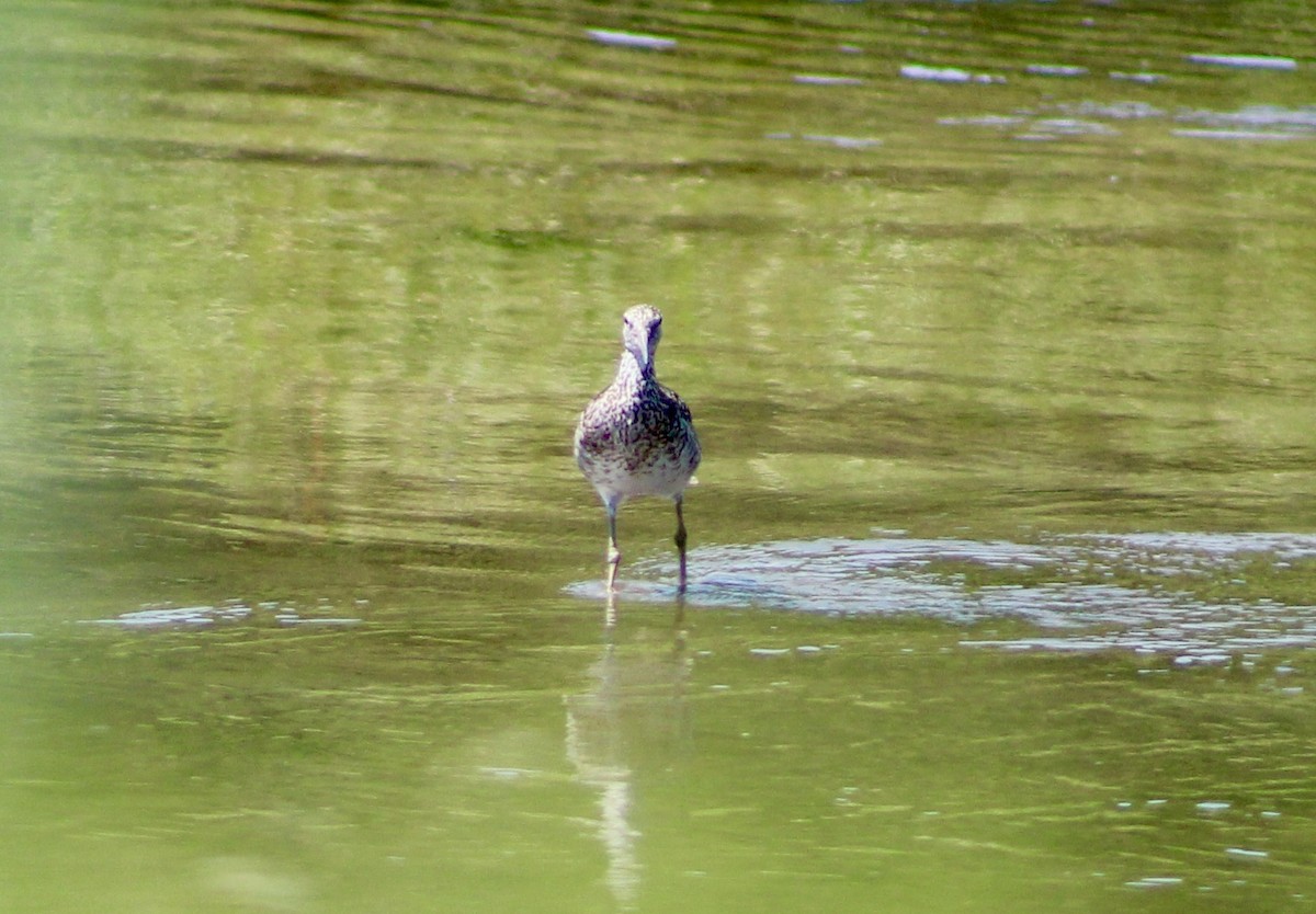 Willet - ML637888888