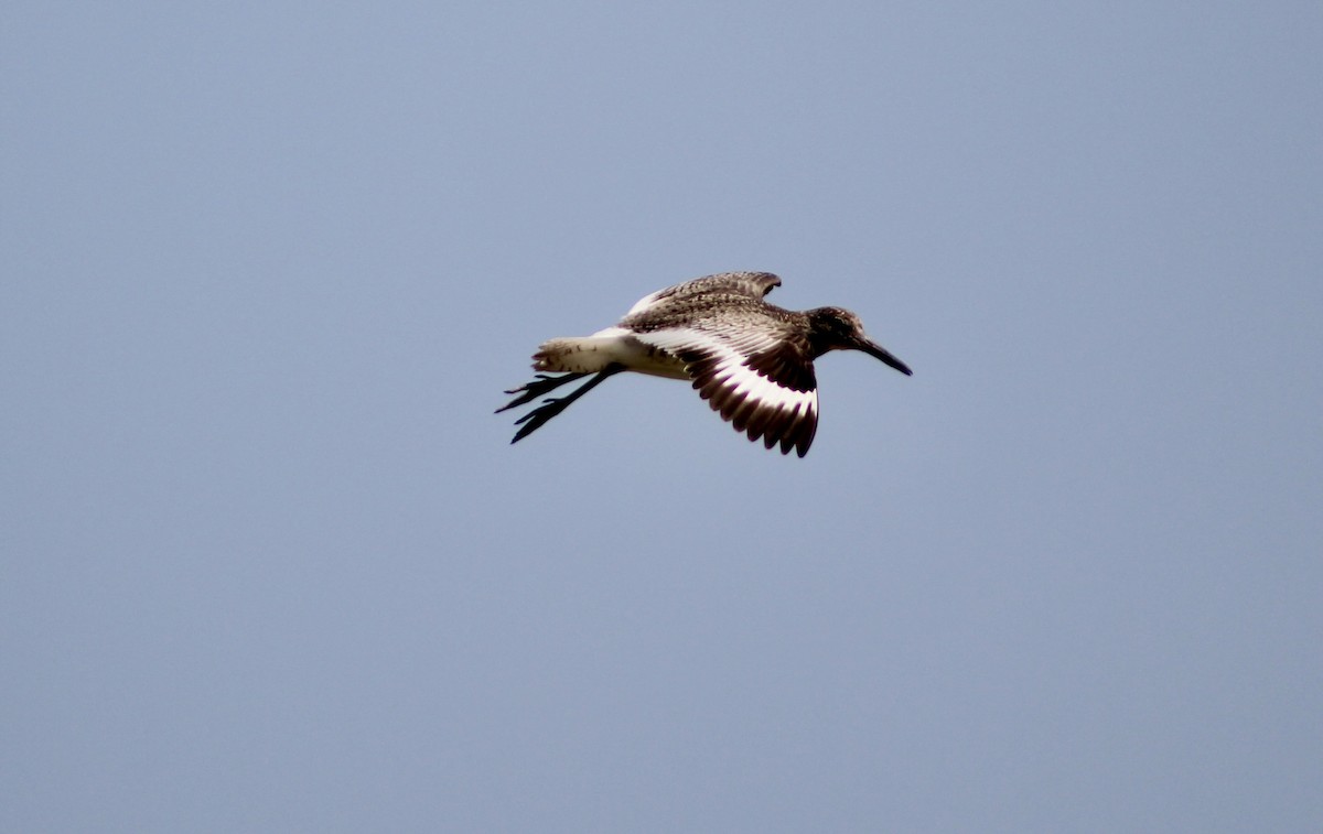 Willet - ML637888889