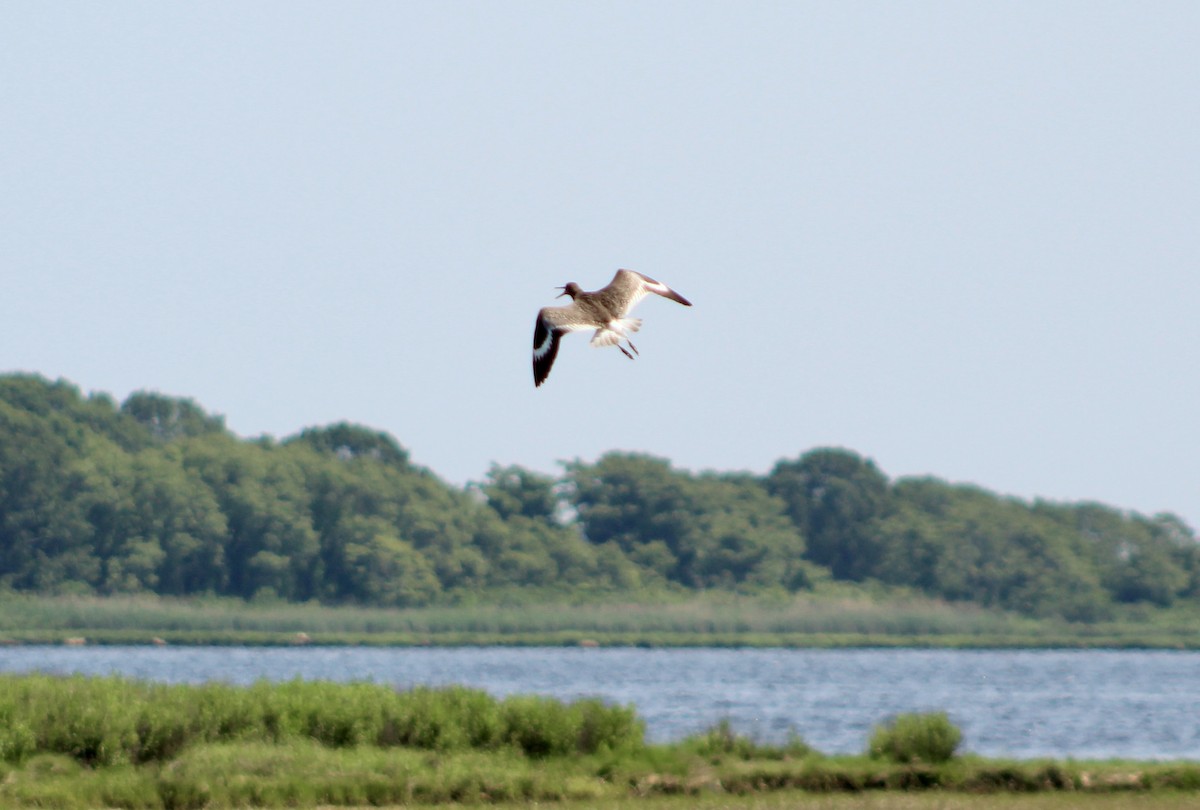 Willet - ML637888890