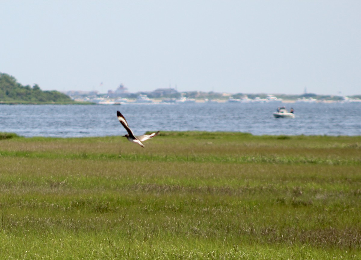 Willet - ML637888892