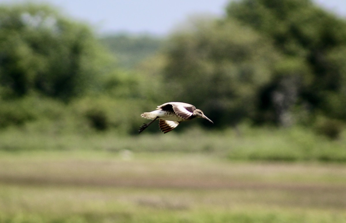 Willet - ML637888893