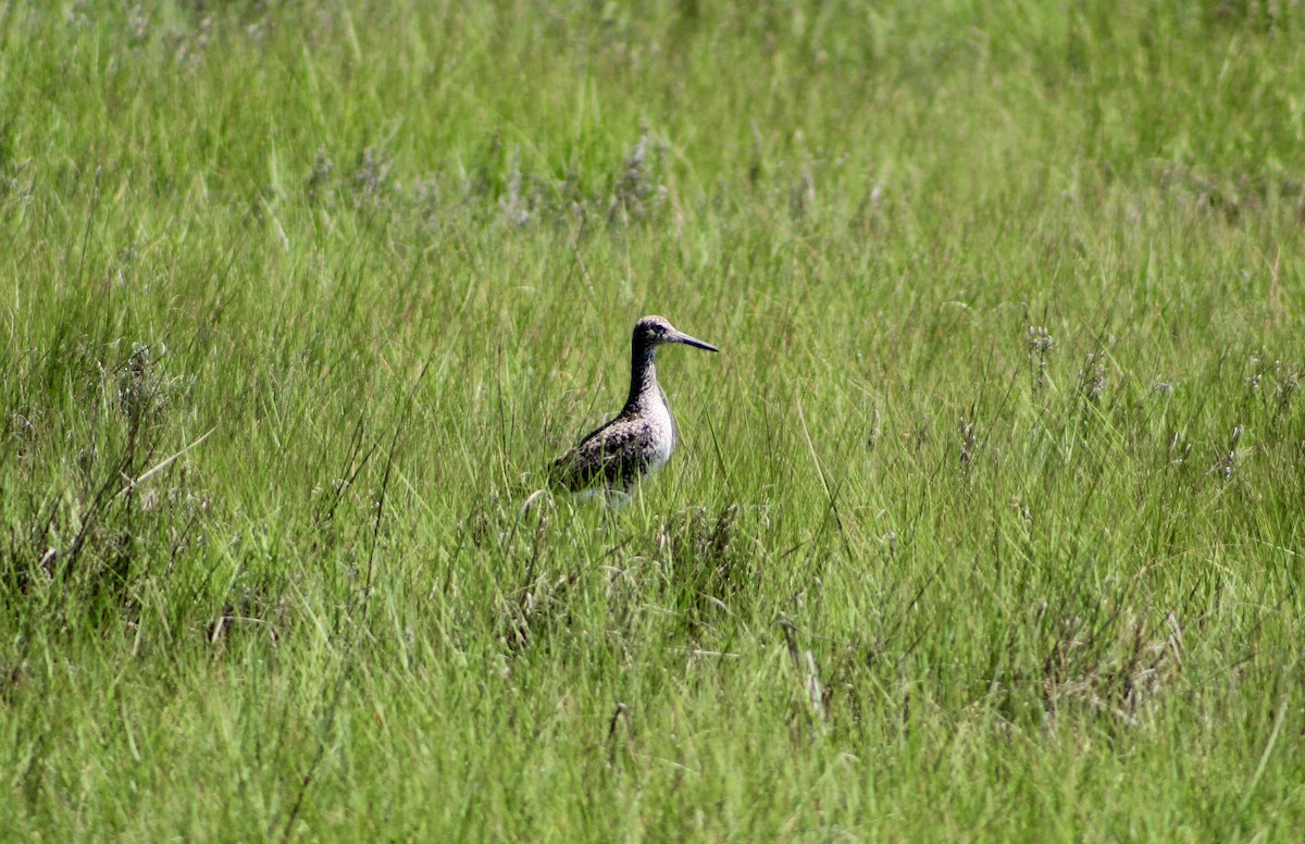 Willet - ML637888894