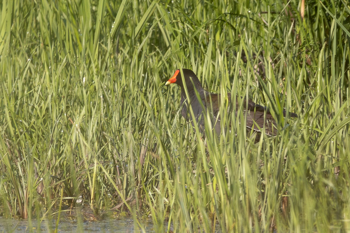 Common Gallinule - ML637888908
