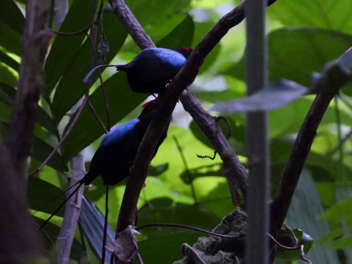 Long-tailed Manakin - ML637888914