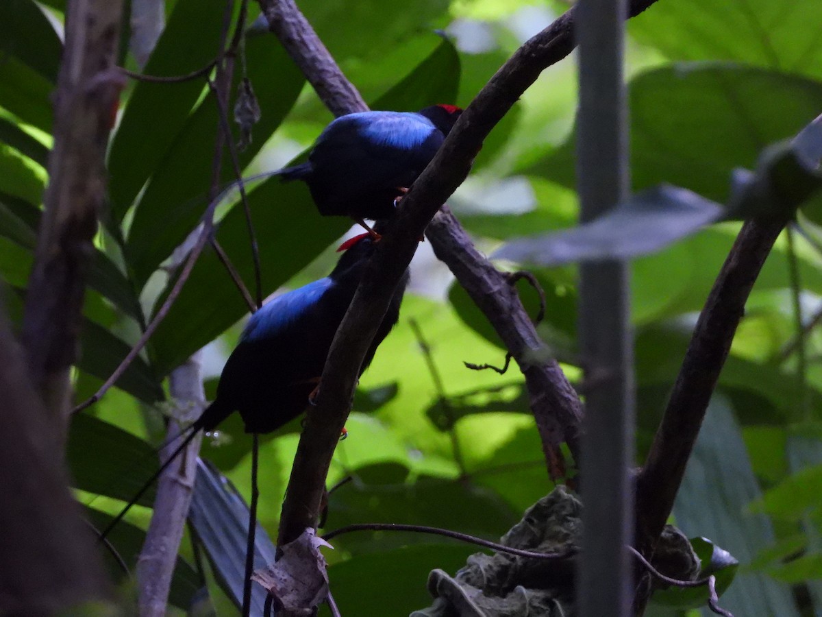 Long-tailed Manakin - ML637888915