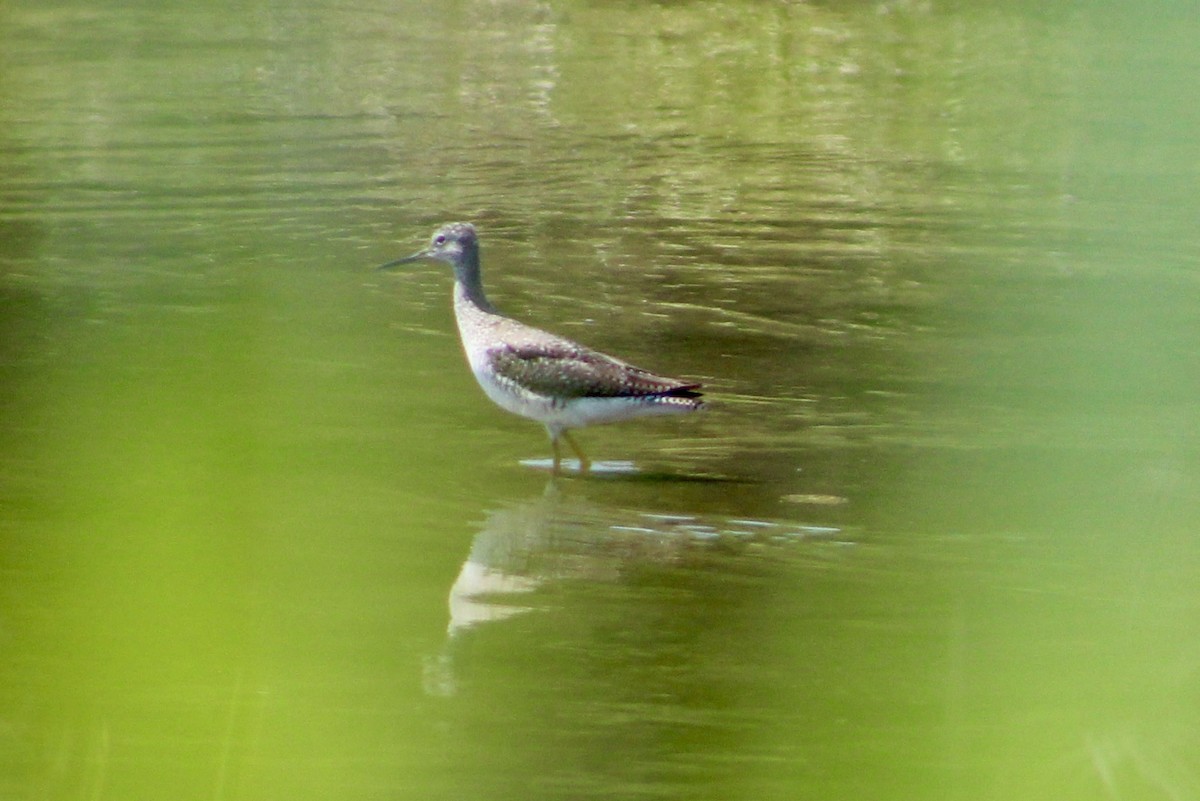 Greater Yellowlegs - ML637888916