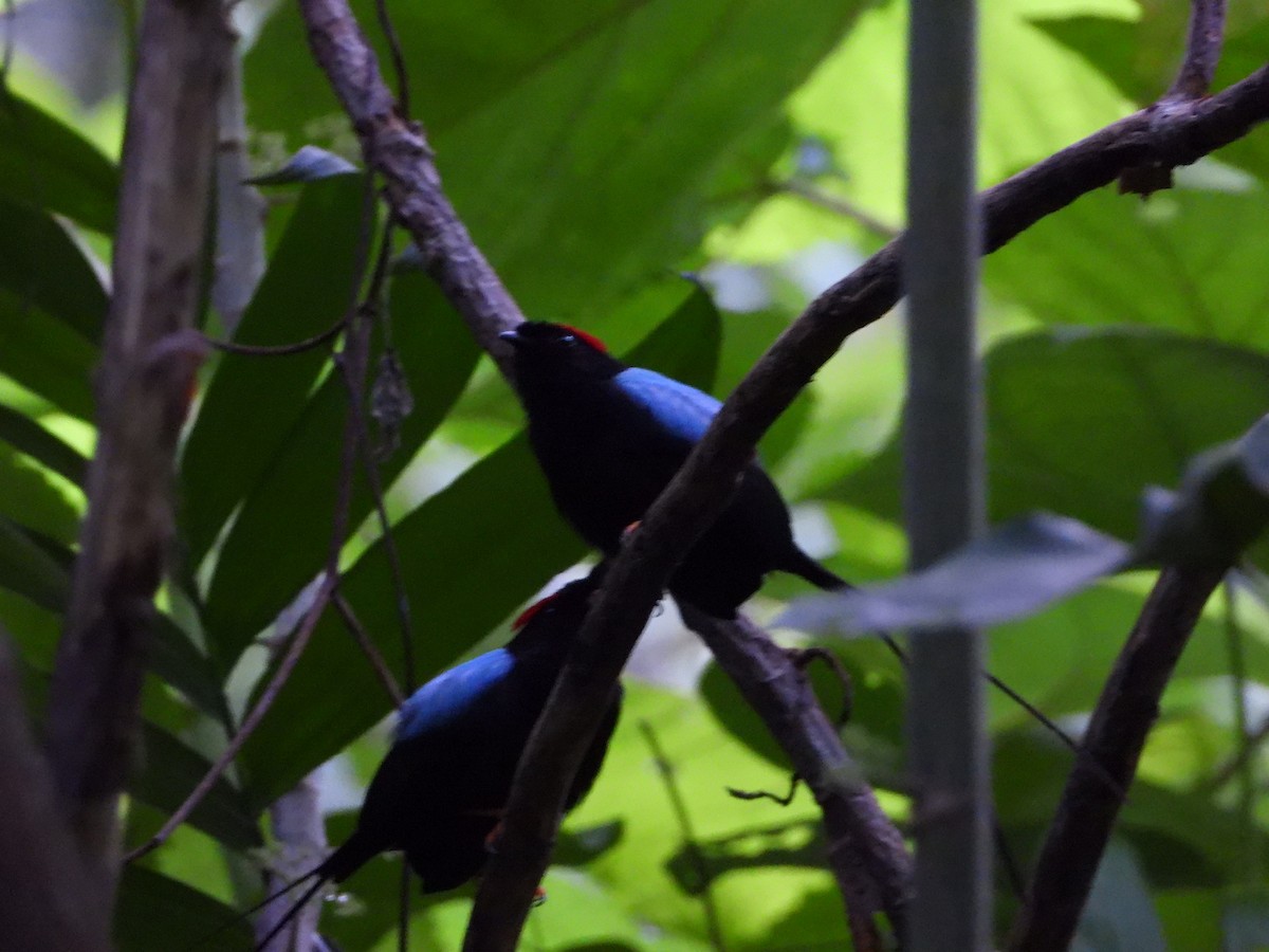 Long-tailed Manakin - ML637888918