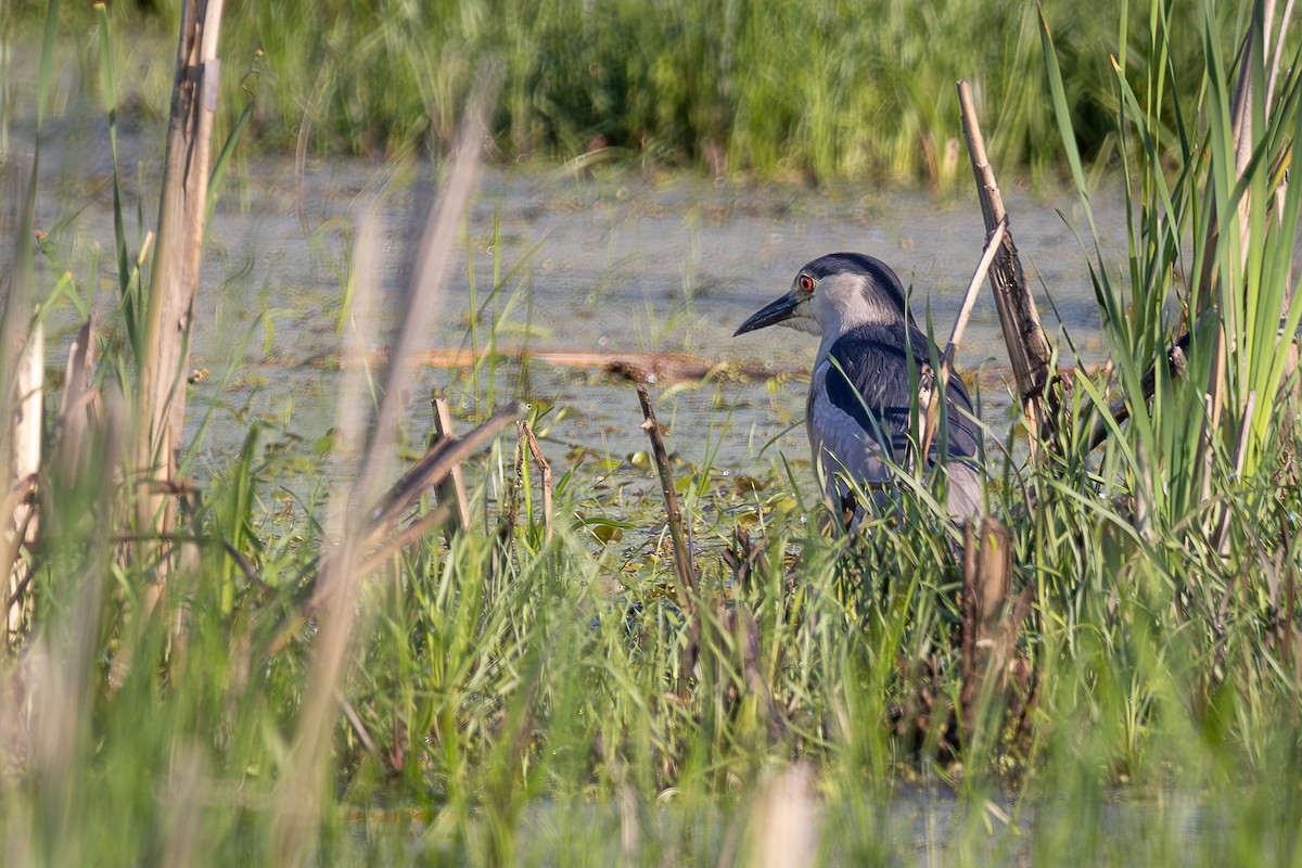 Black-crowned Night Heron - ML637888930