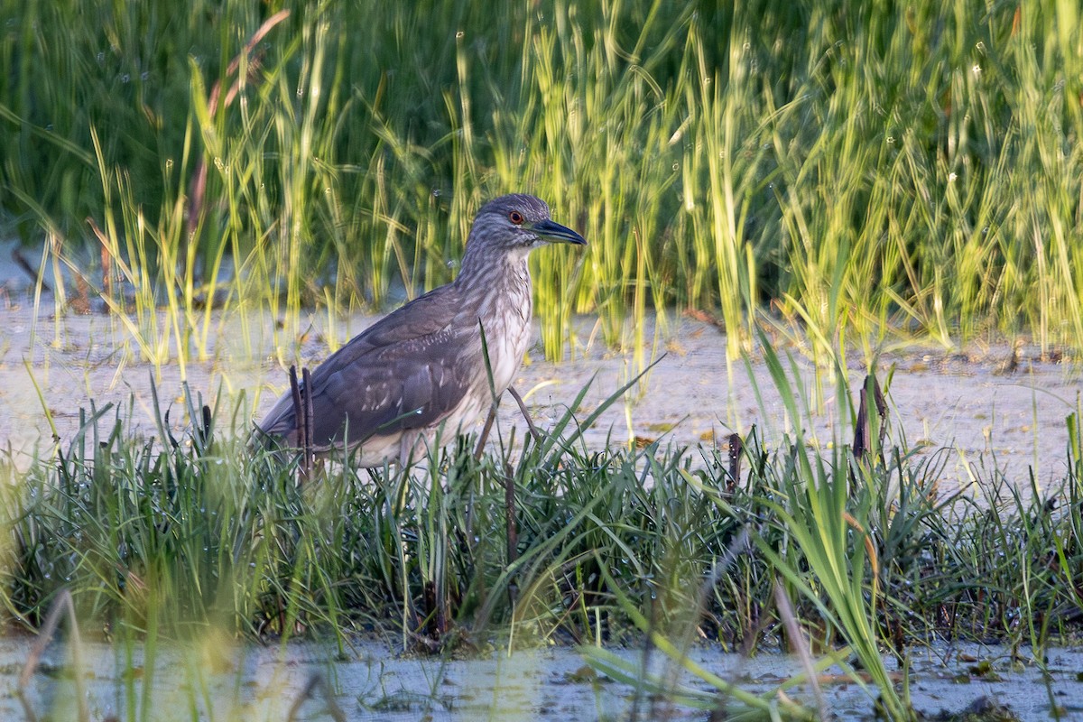 Black-crowned Night Heron - ML637888931