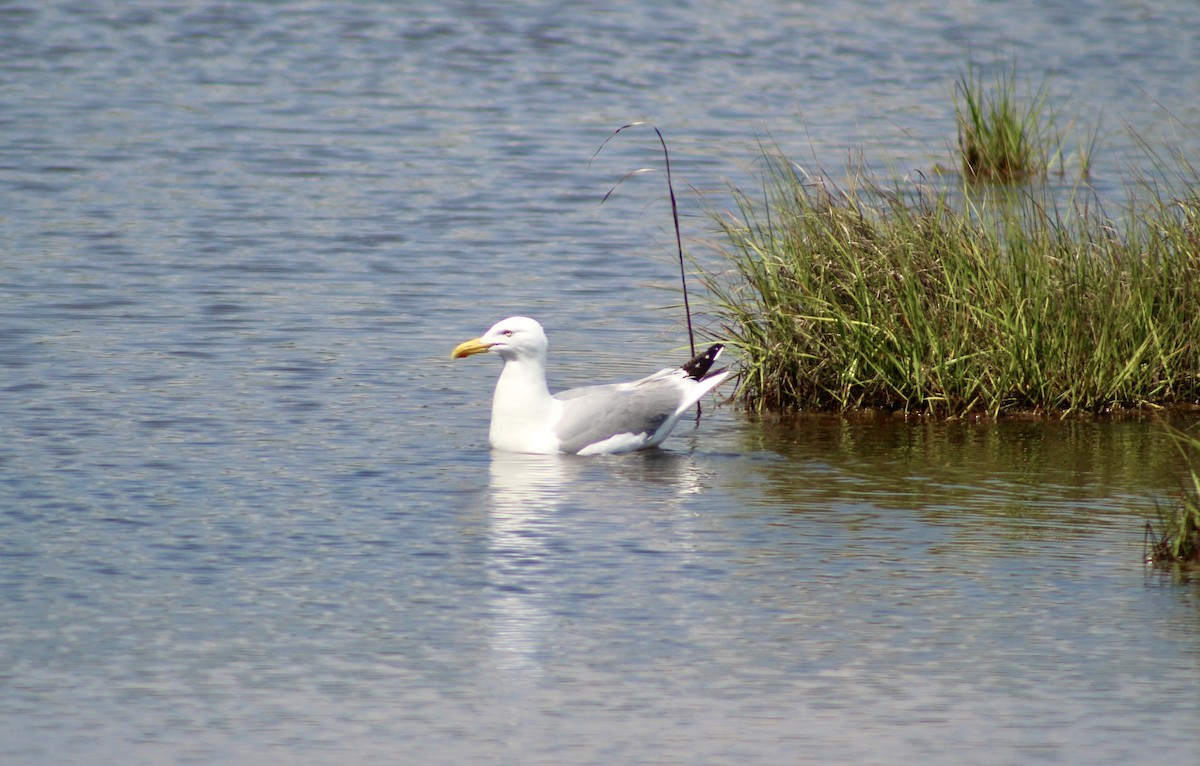 American Herring Gull - ML637888936