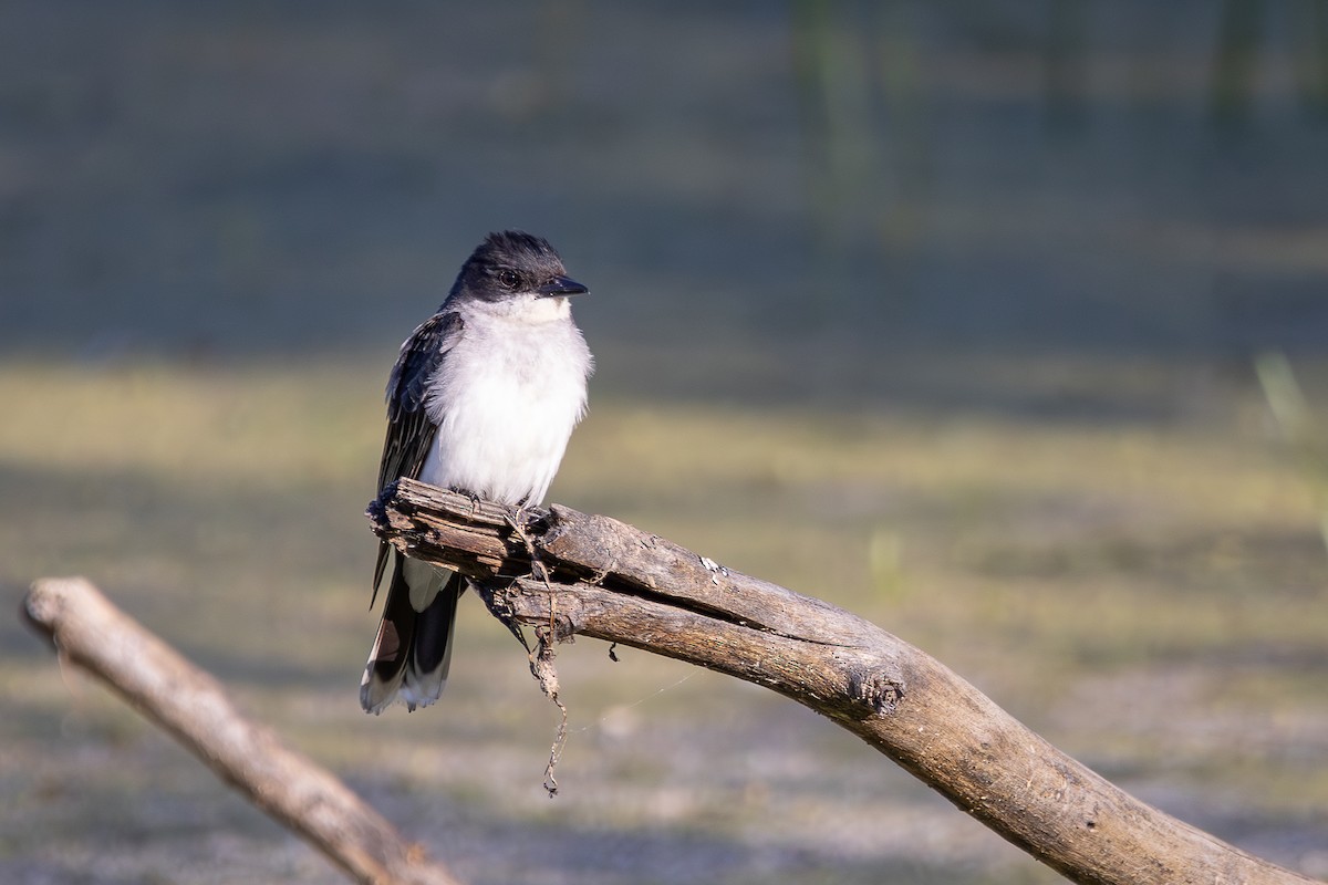 Eastern Kingbird - ML637888945
