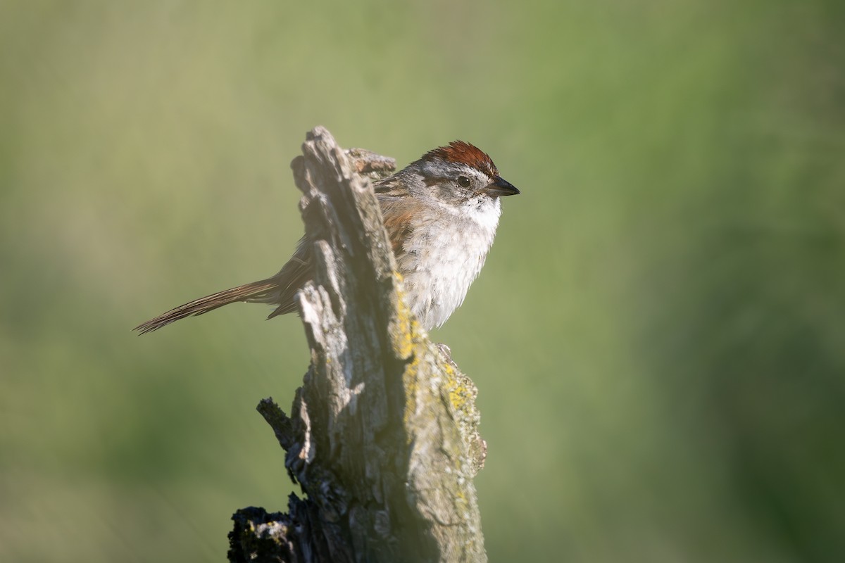 Swamp Sparrow - ML637888955