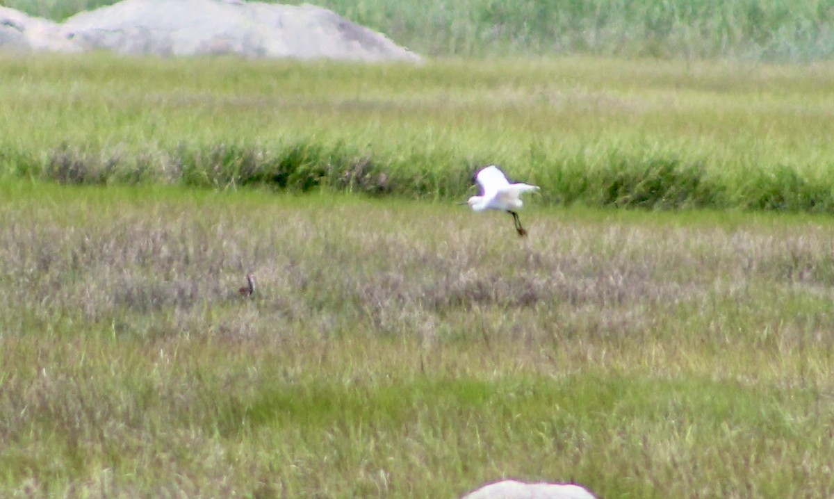 Snowy Egret - ML637888958