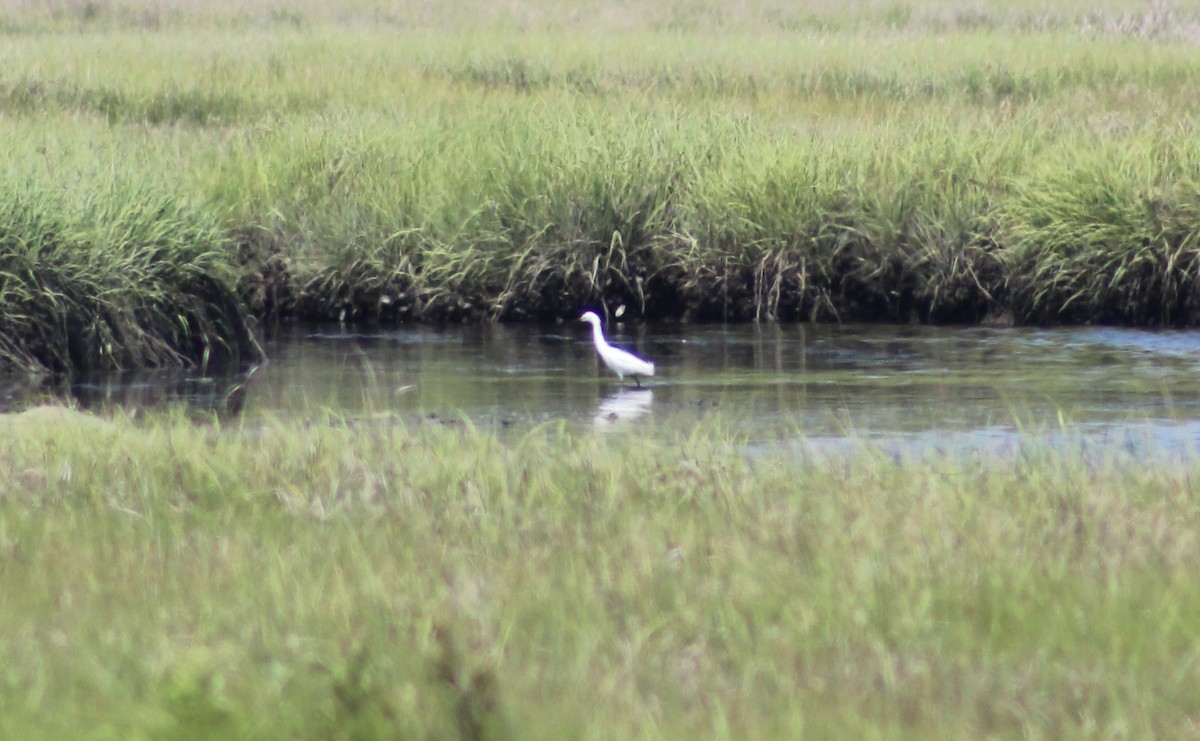 Snowy Egret - ML637888959
