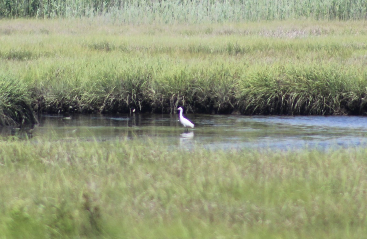 Snowy Egret - ML637888960