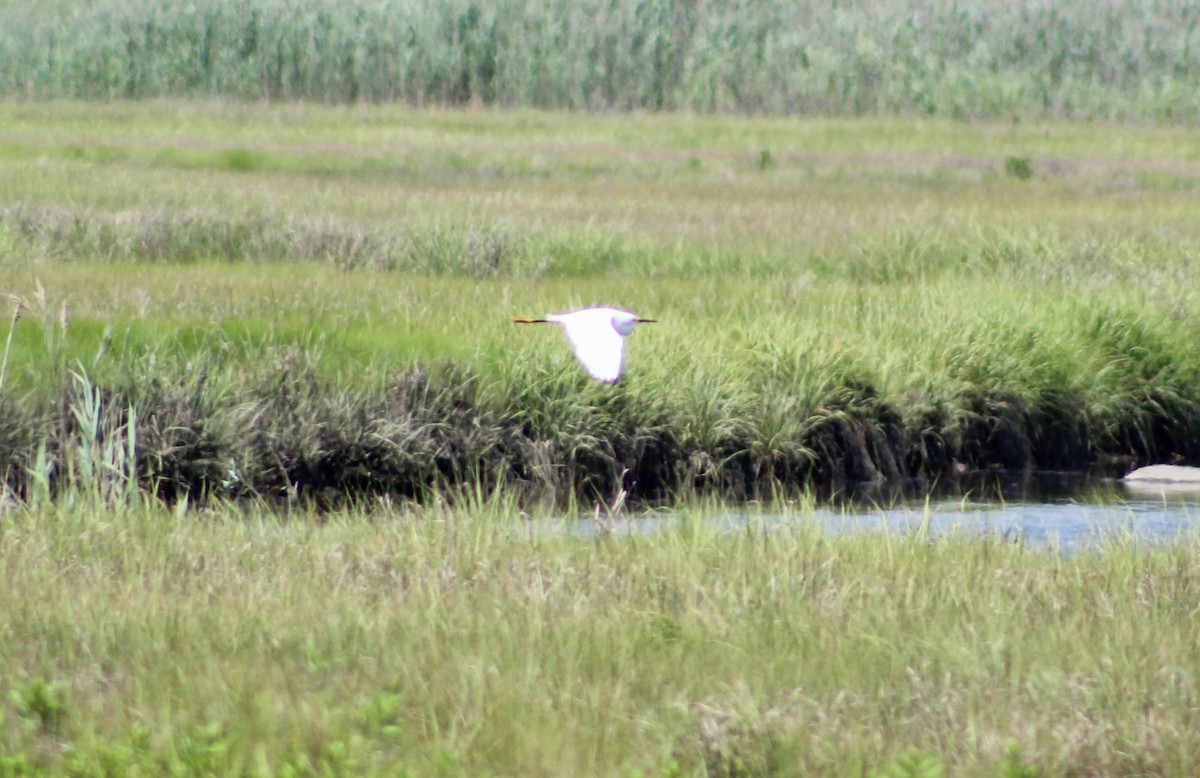 Snowy Egret - ML637888962