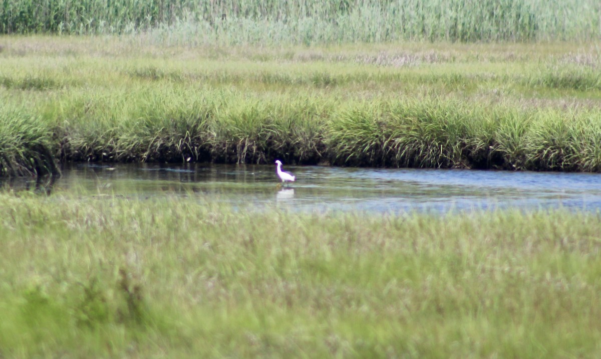 Snowy Egret - ML637888963