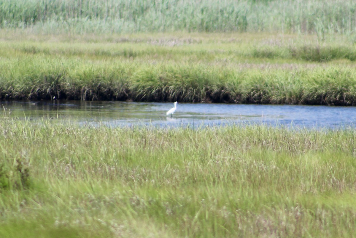 Snowy Egret - ML637888964