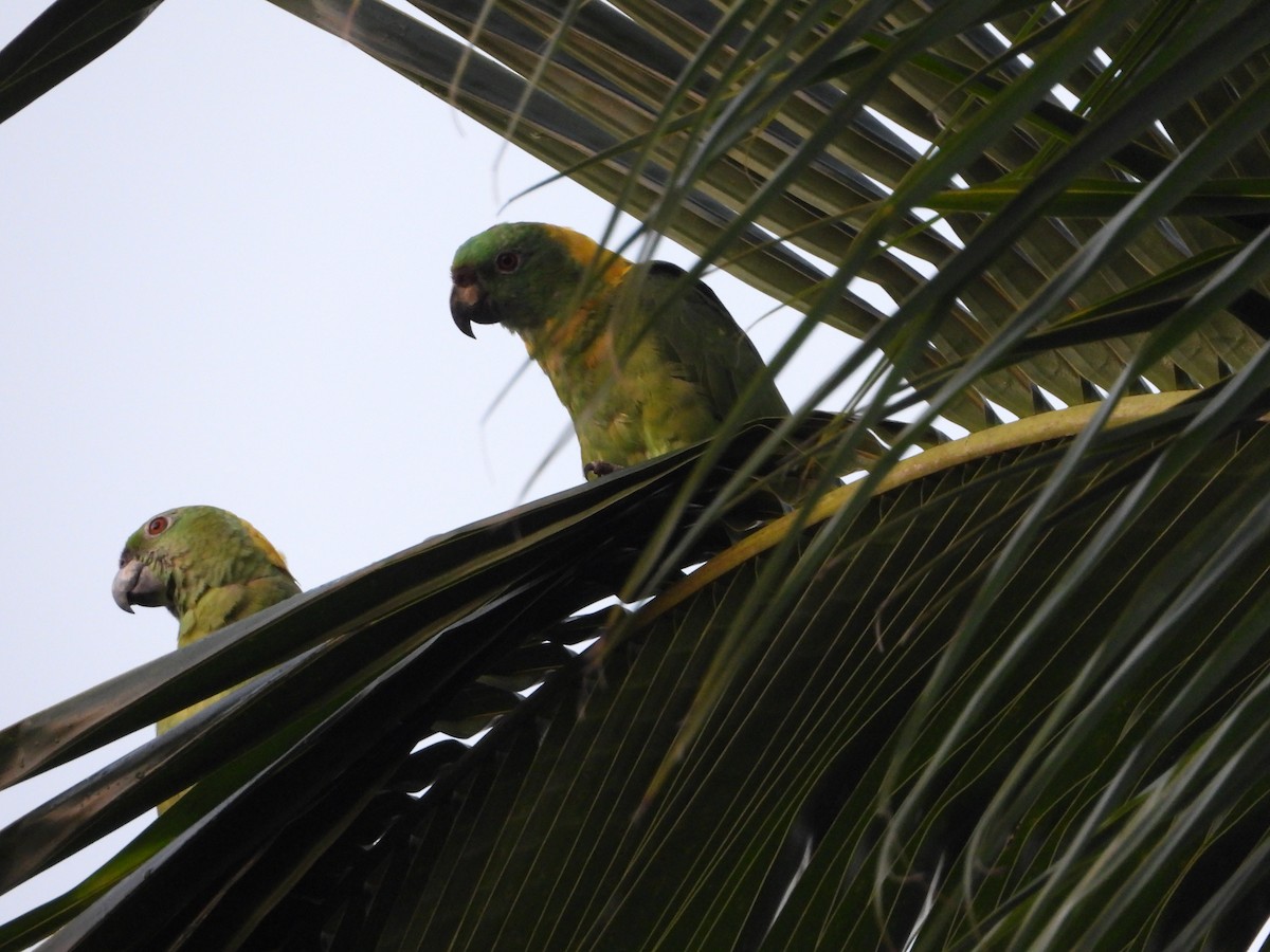 Yellow-naped Amazon - ML637888968