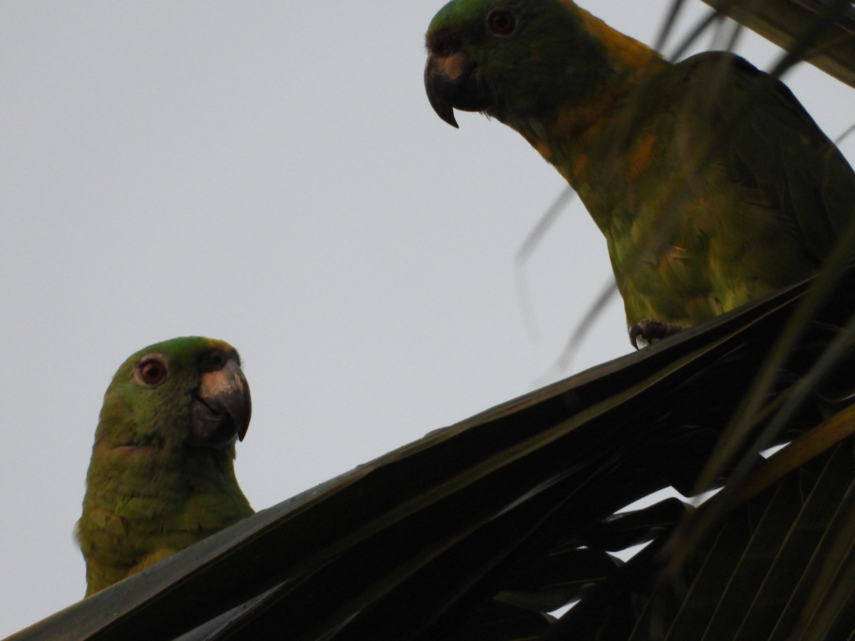 Yellow-naped Amazon - ML637888972