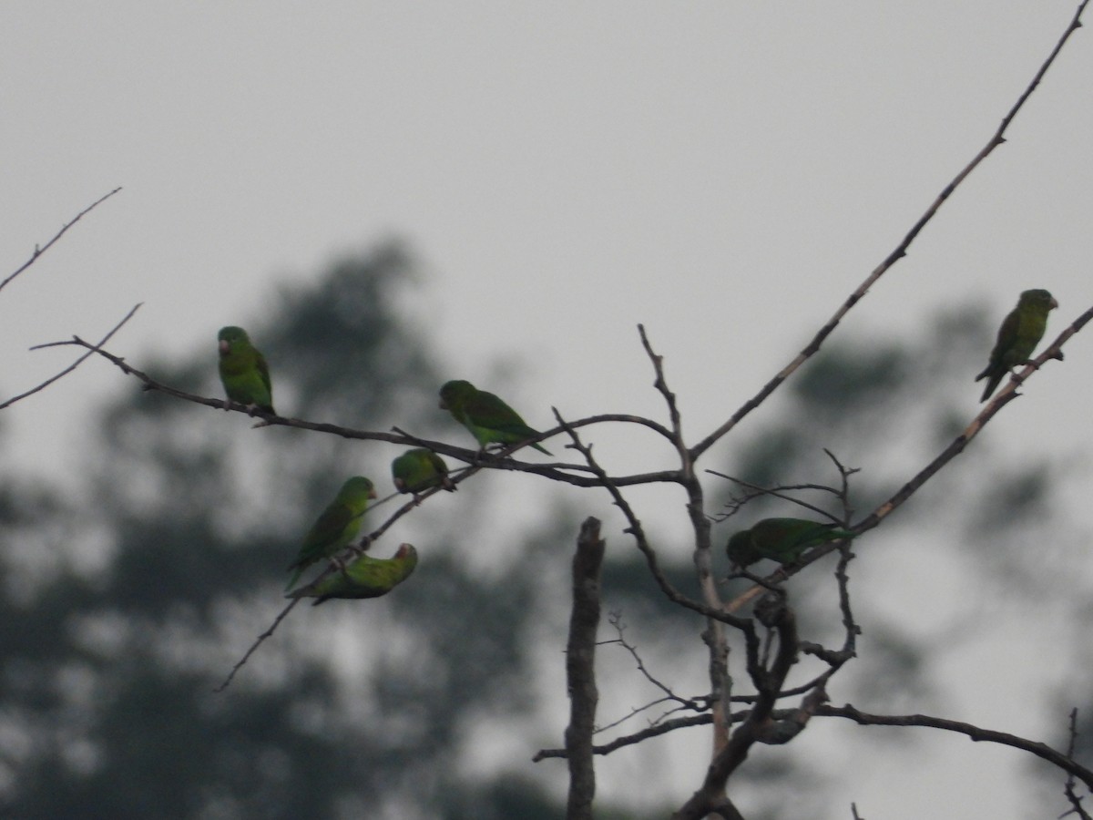 Pacific Parakeet - ML637888993