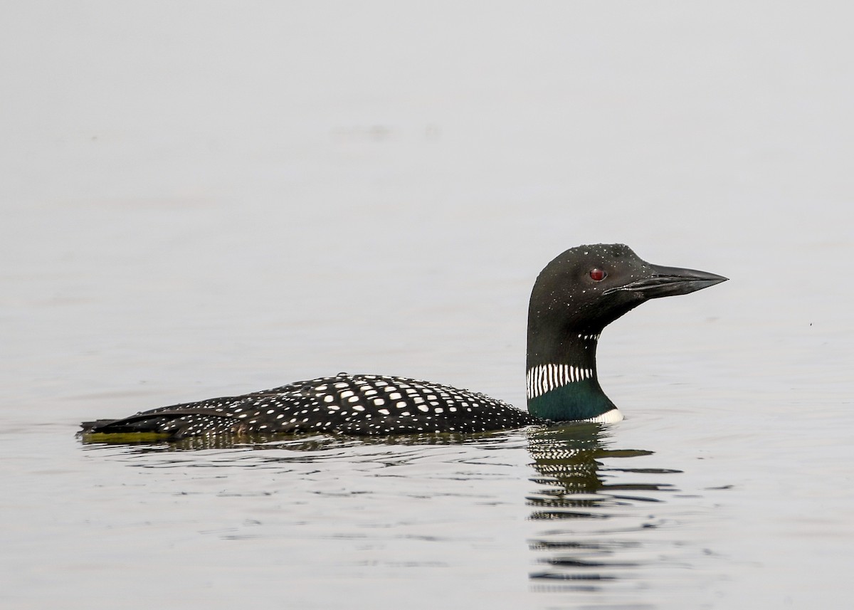 Common Loon - ML637888996