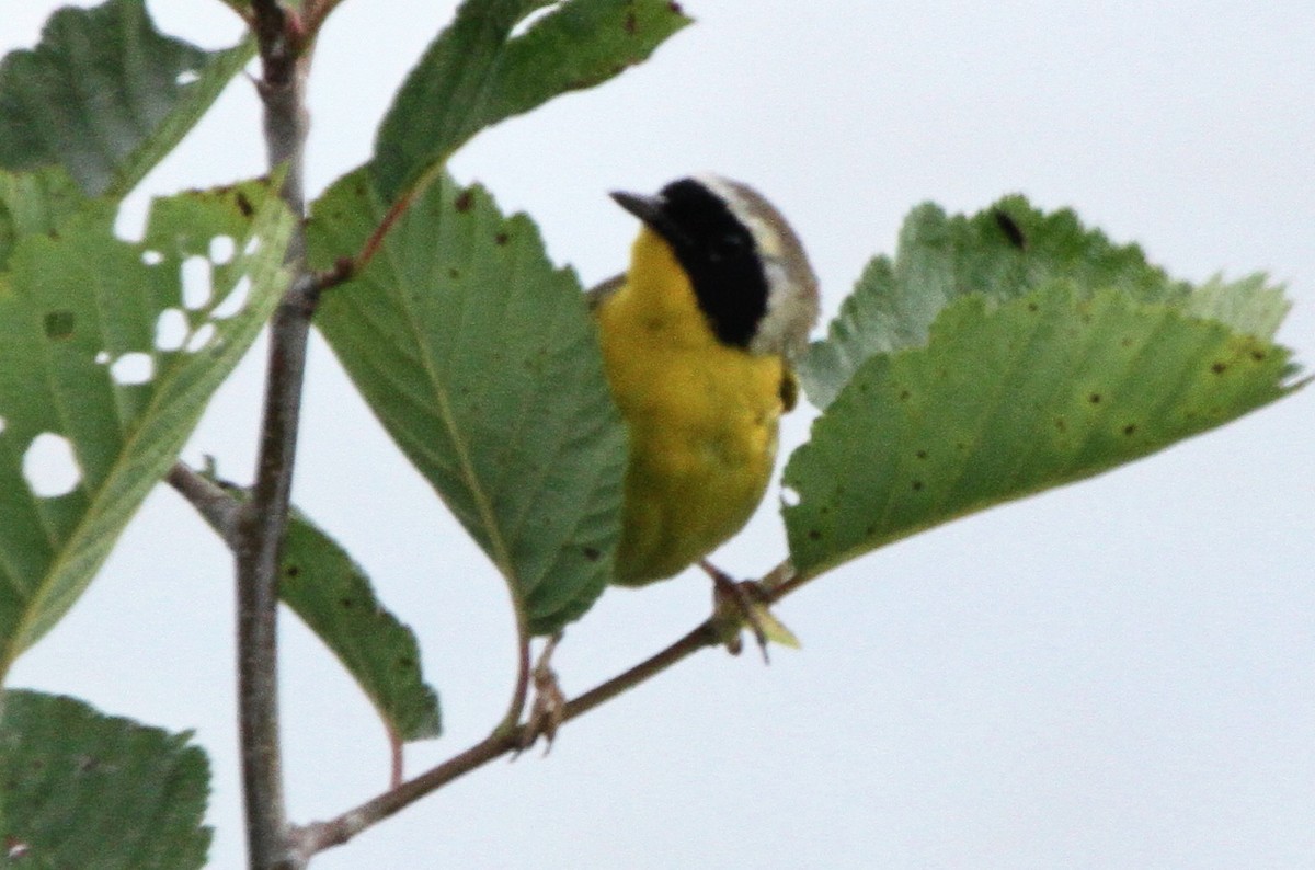 Common Yellowthroat - ML63788901