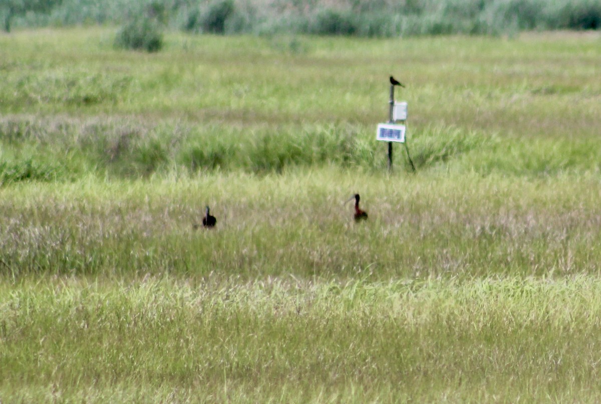 Glossy Ibis - ML637889038