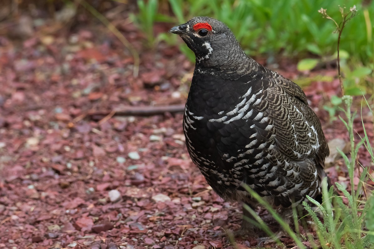 Spruce Grouse - ML637889107