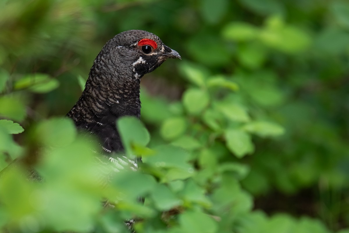 Spruce Grouse - ML637889109