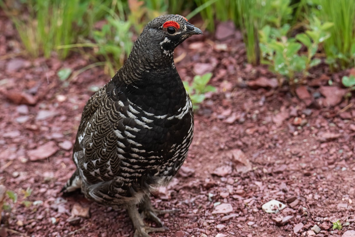 Spruce Grouse - ML637889113