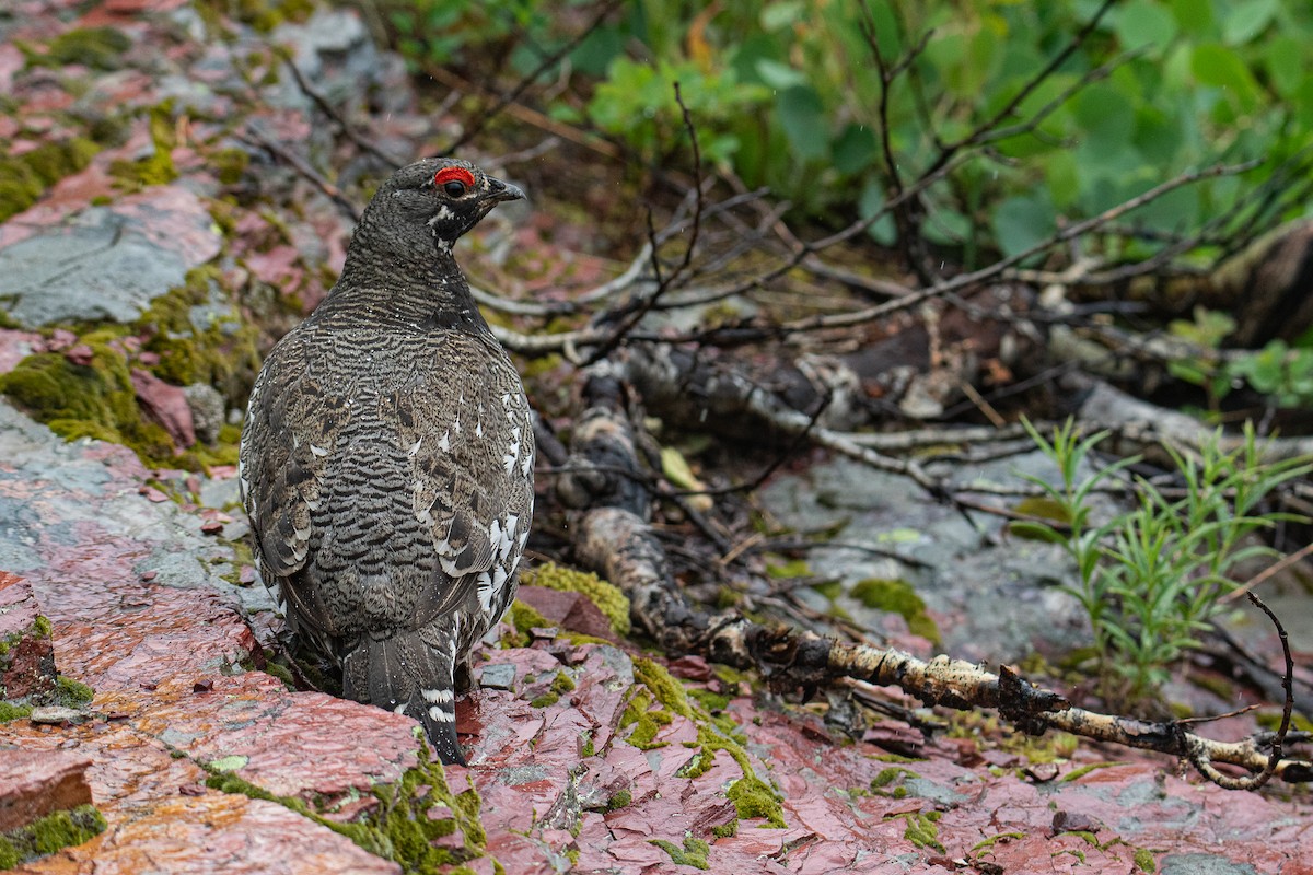Spruce Grouse - ML637889114