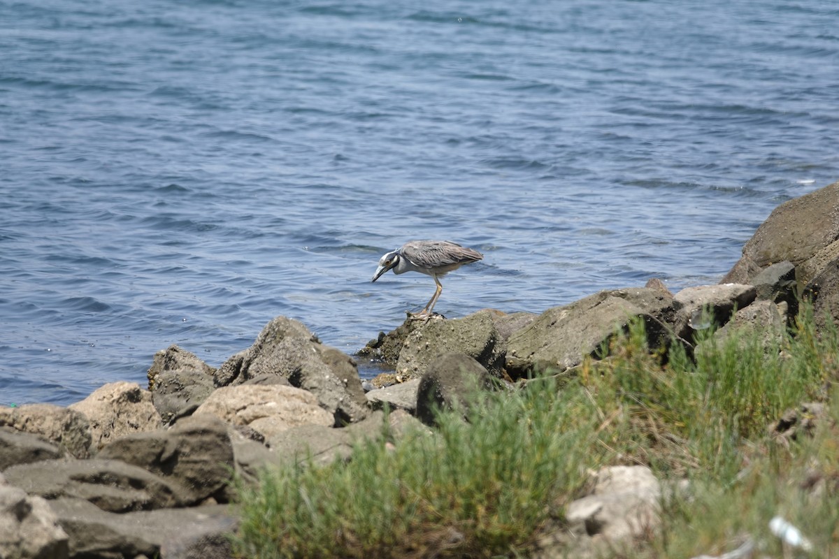 Yellow-crowned Night Heron - ML637889116
