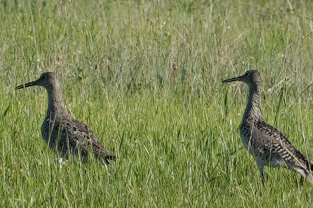 Willet - ML637889117