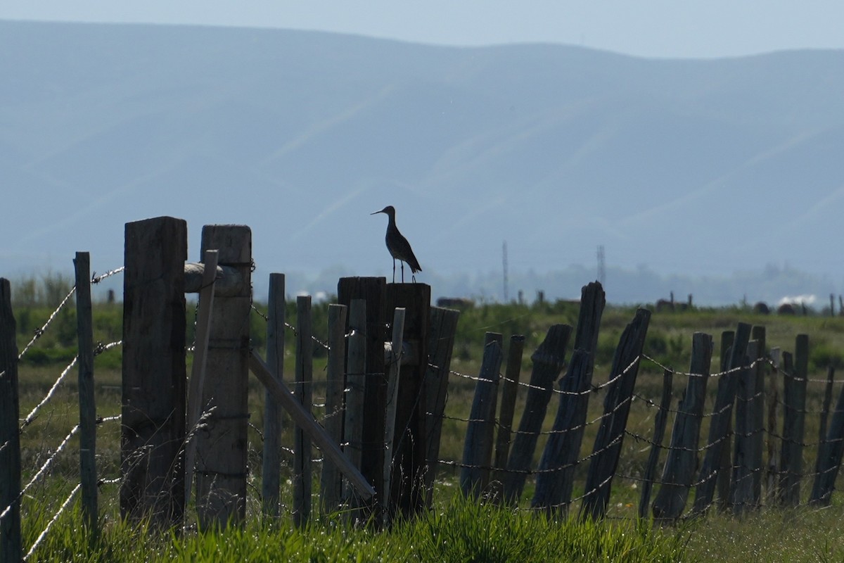 Willet - ML637889118