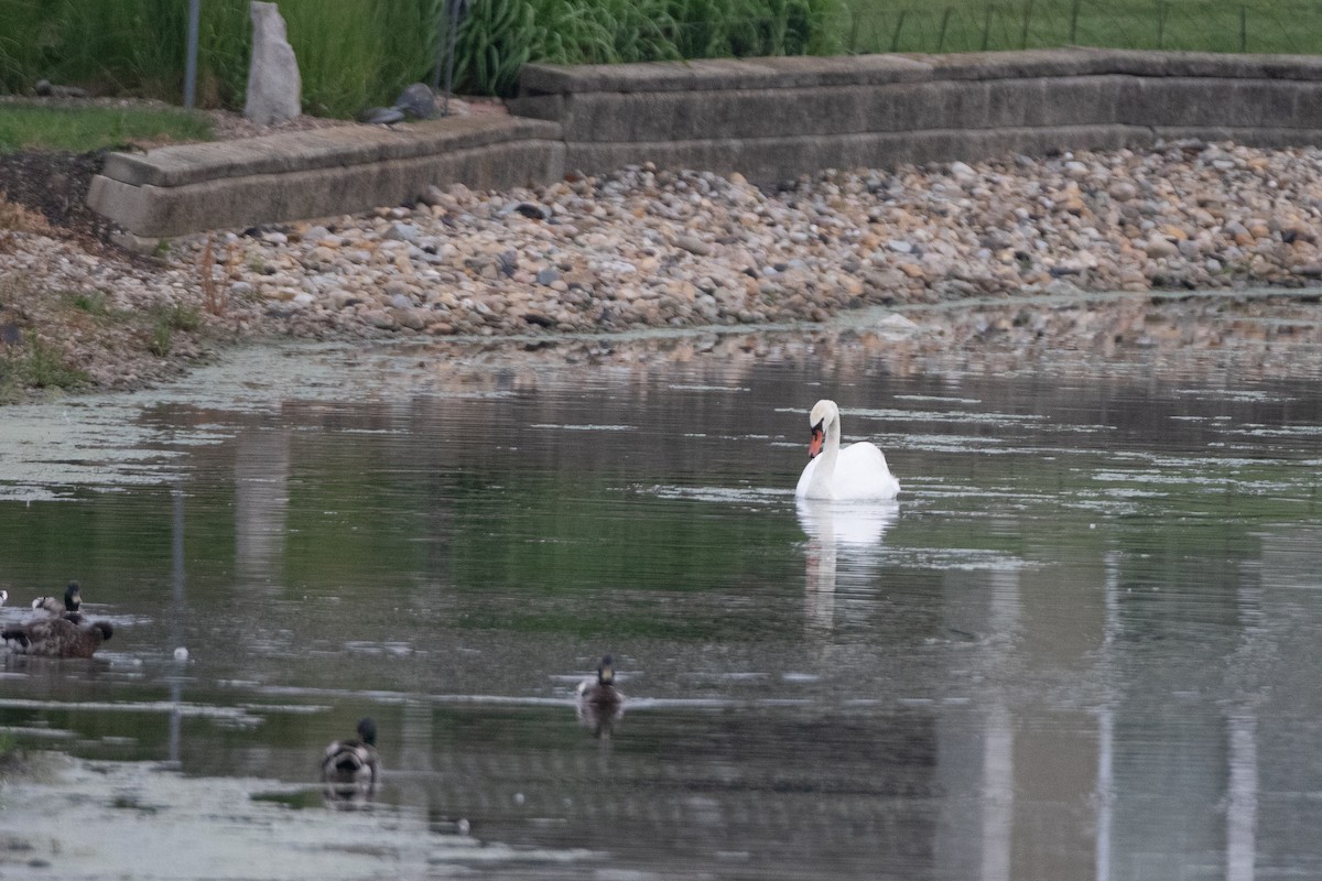 Mute Swan - ML637889176