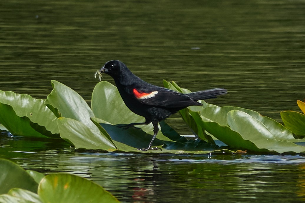 Red-winged Blackbird - ML637889185