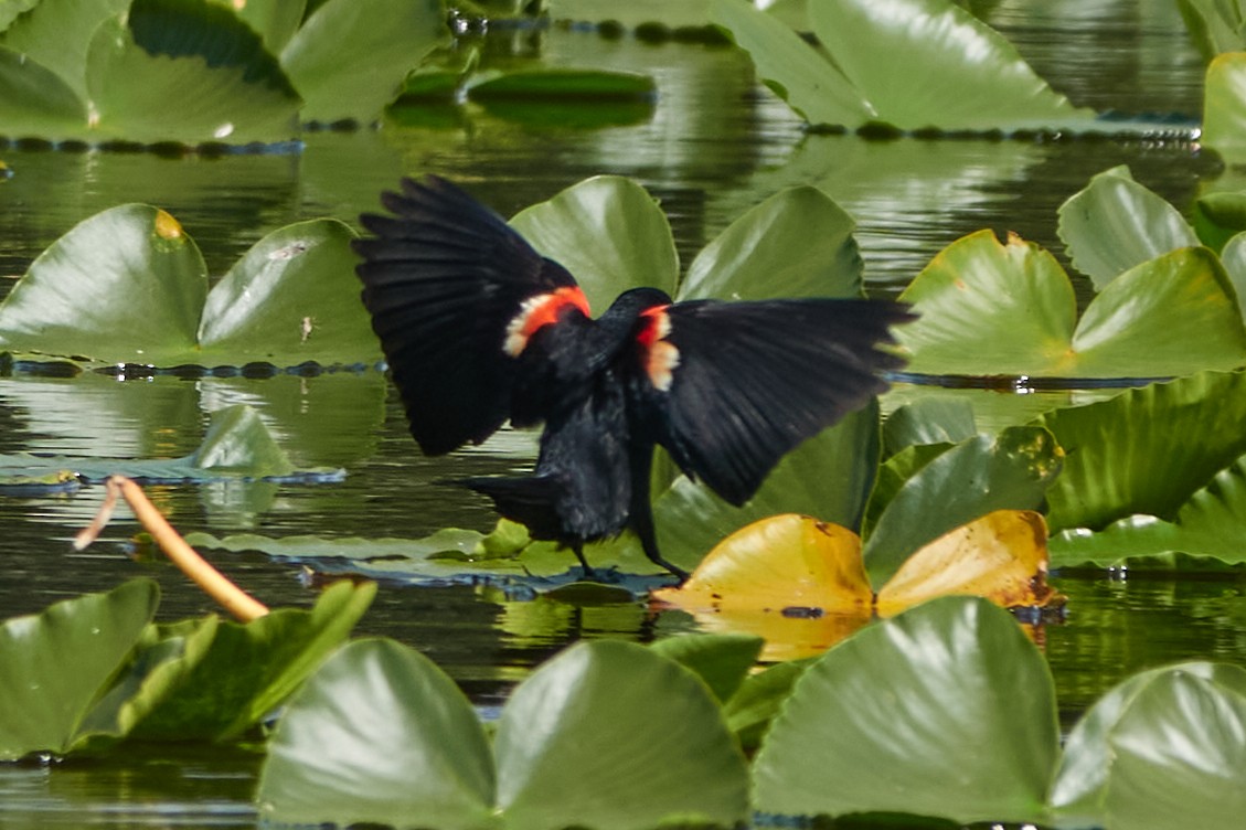 Red-winged Blackbird - ML637889186