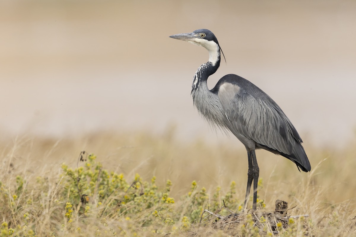 Black-headed Heron - ML637889196