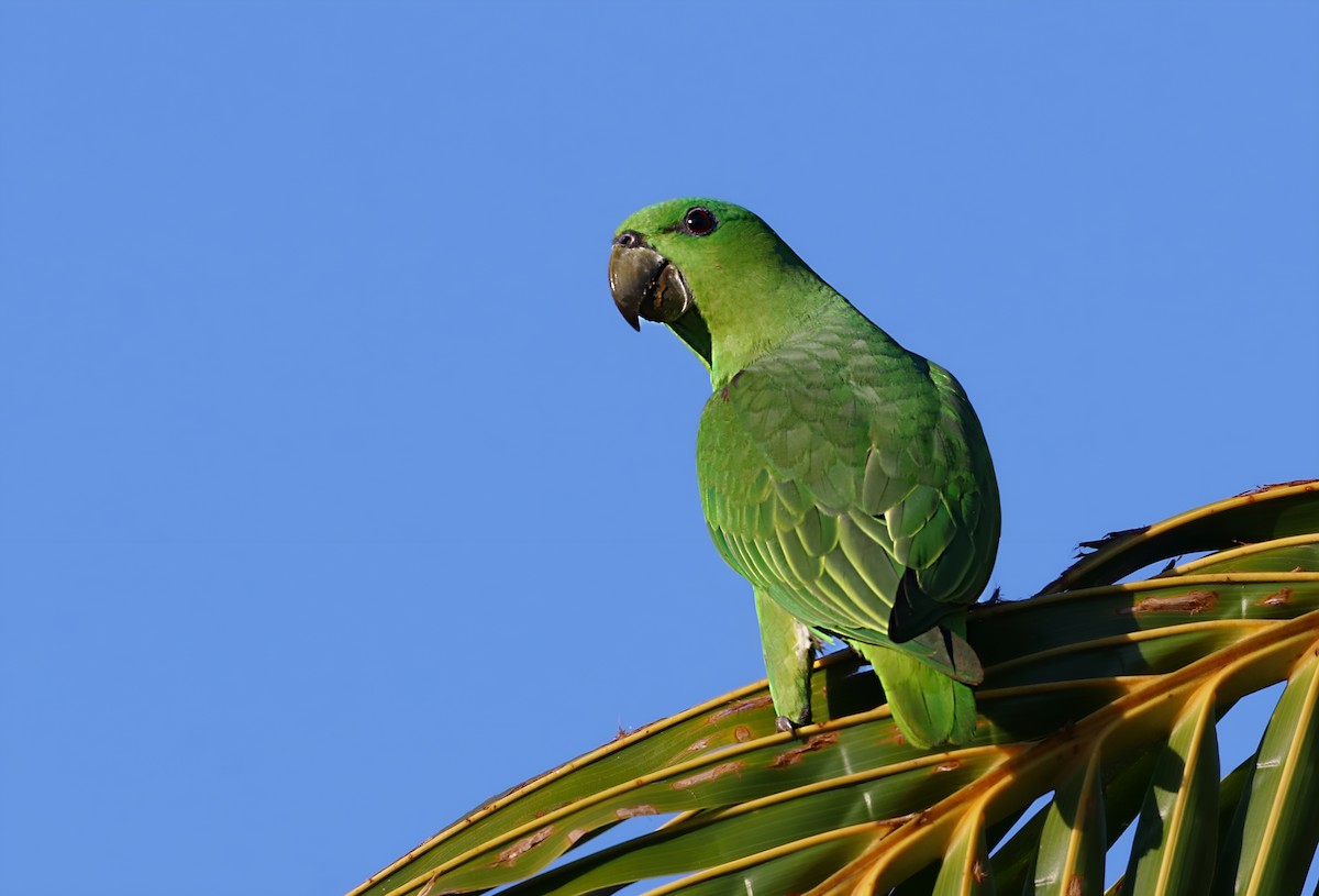 Short-tailed Parrot - ML637889245