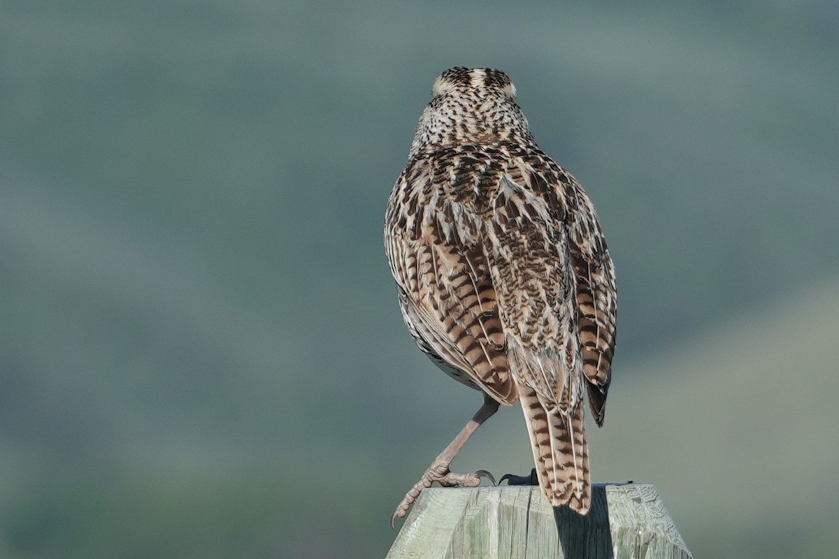 Western Meadowlark - ML637889271