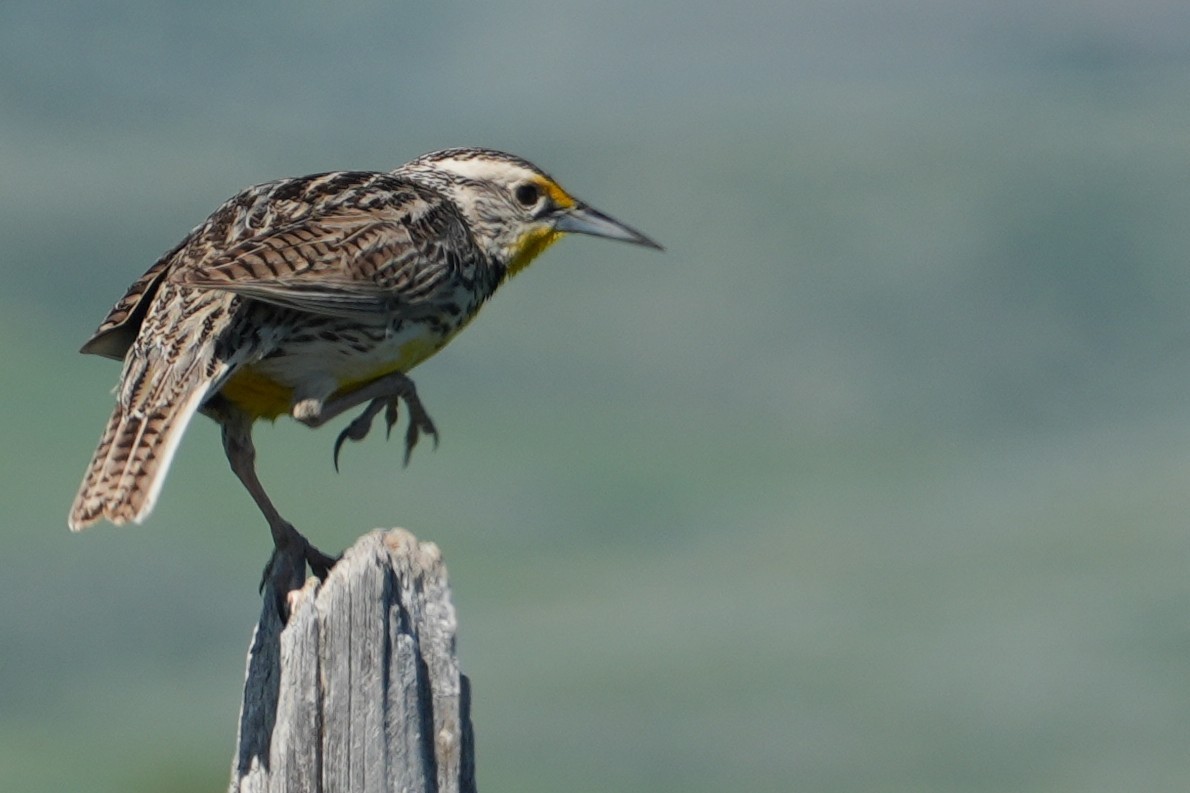 Western Meadowlark - ML637889272