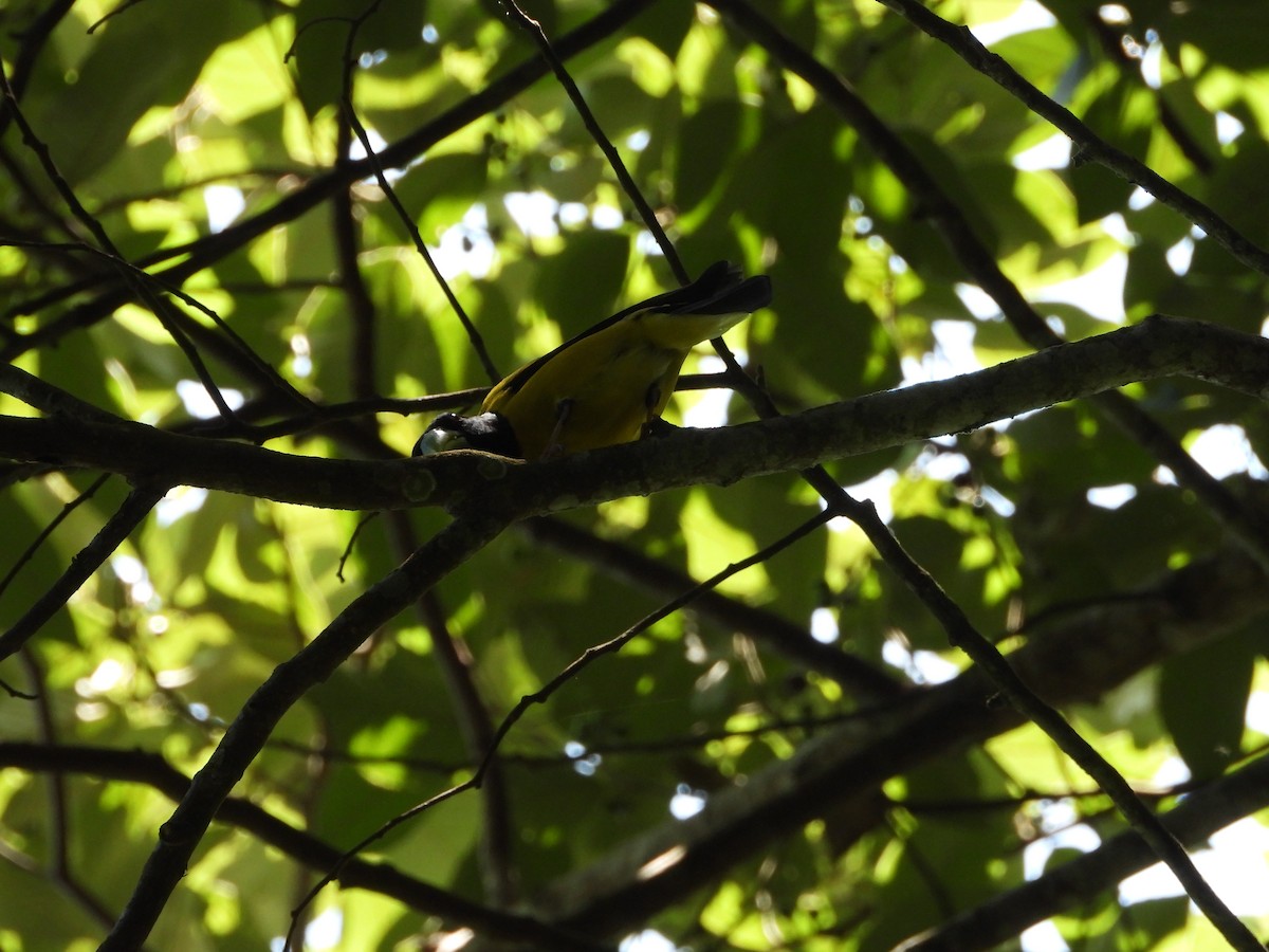 Hooded Grosbeak - ML637889292