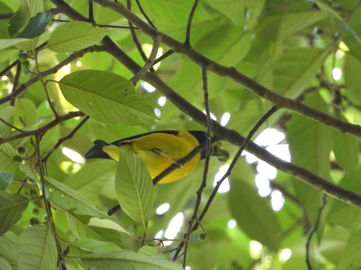 Hooded Grosbeak - ML637889298