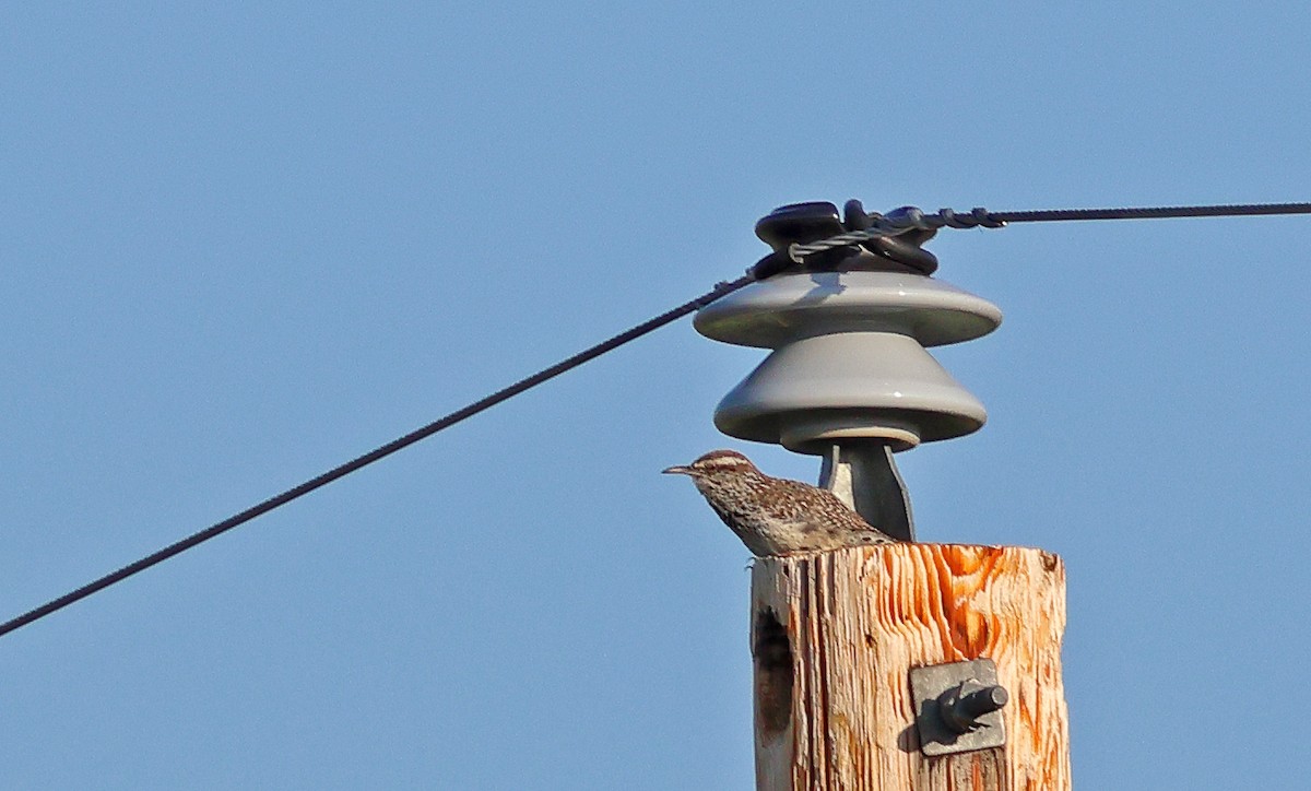 Cactus Wren - ML637889300
