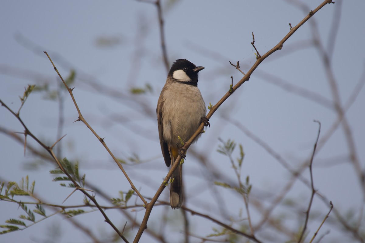 White-eared Bulbul - ML637889310