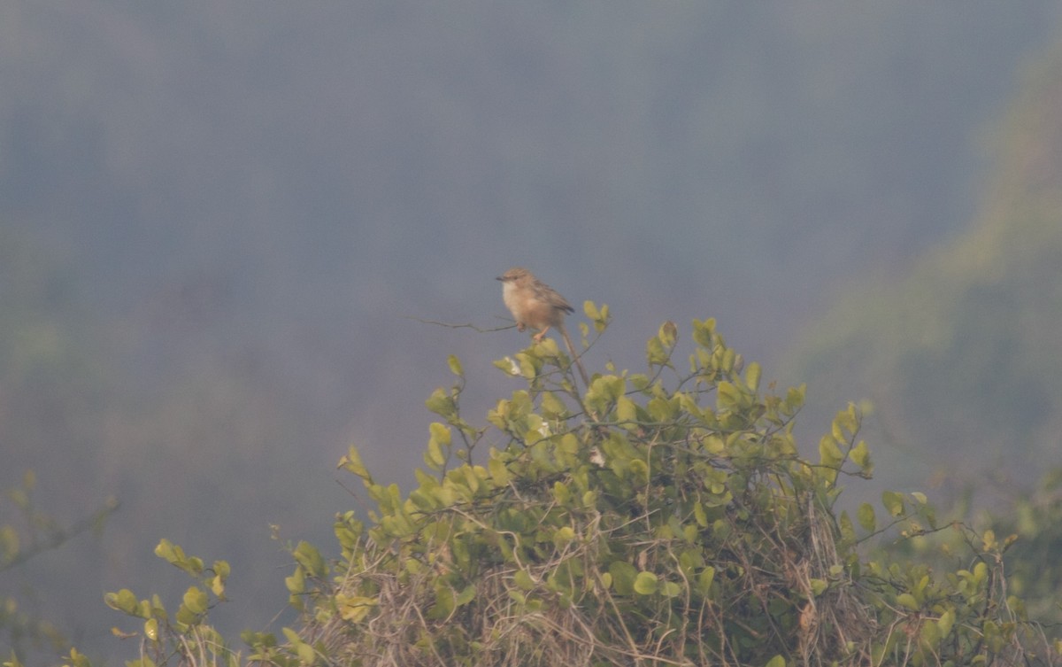 Common Babbler - ML637889326