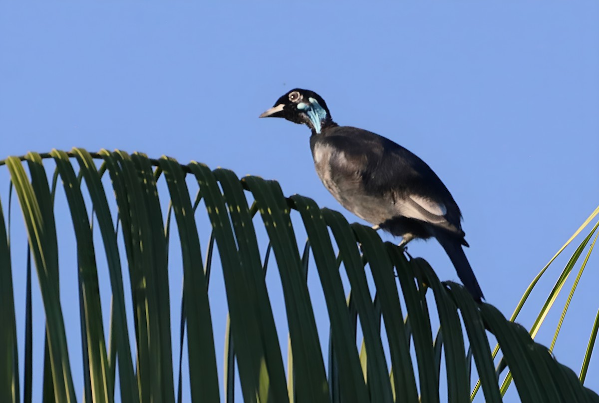 Bare-necked Fruitcrow - ML637889332